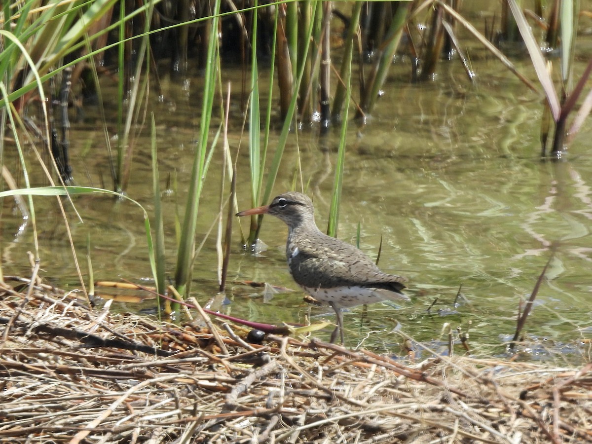 Spotted Sandpiper - ML618697954