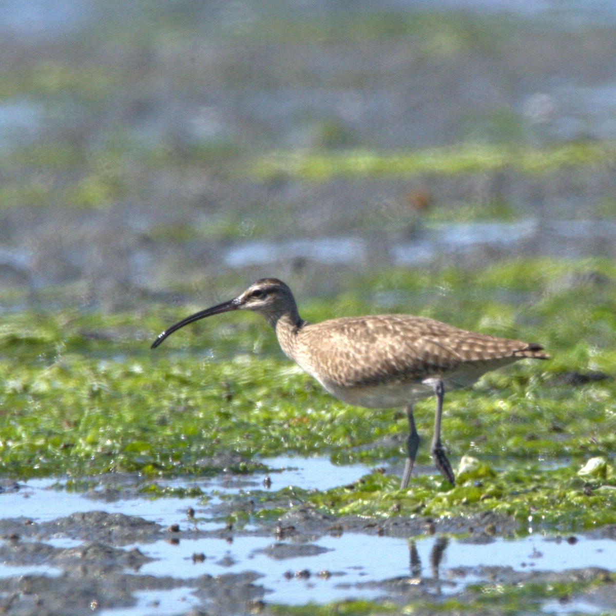 Whimbrel - Bill Gyles