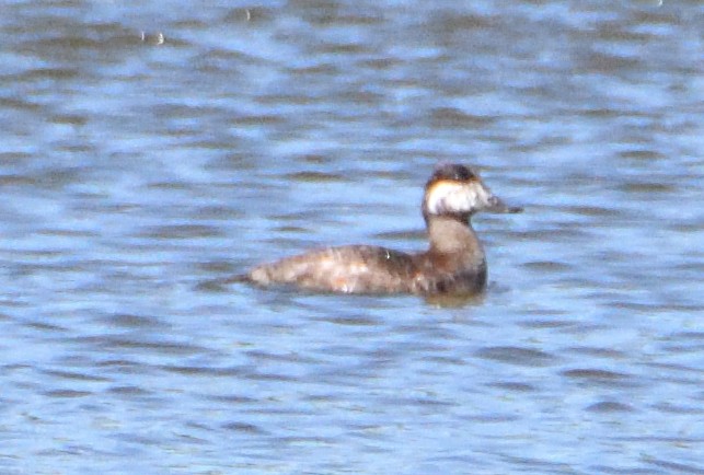 kachnice kaštanová - ML618697971