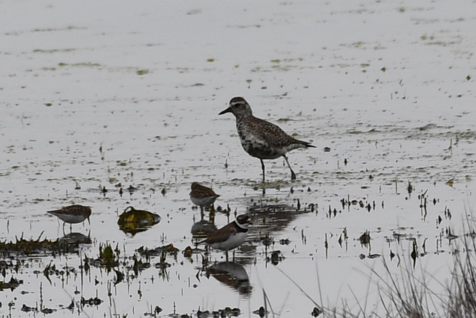 Black-bellied Plover - Kevin Kelly