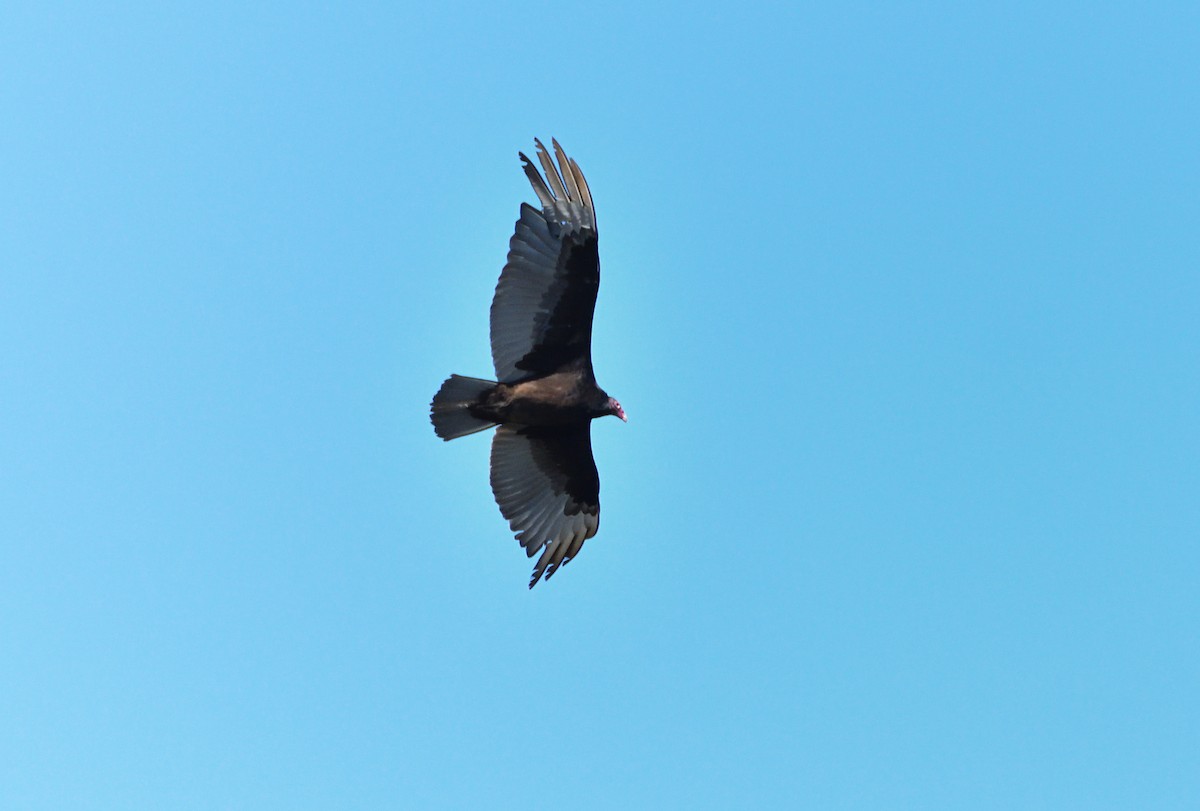 kondor krocanovitý - ML618697976