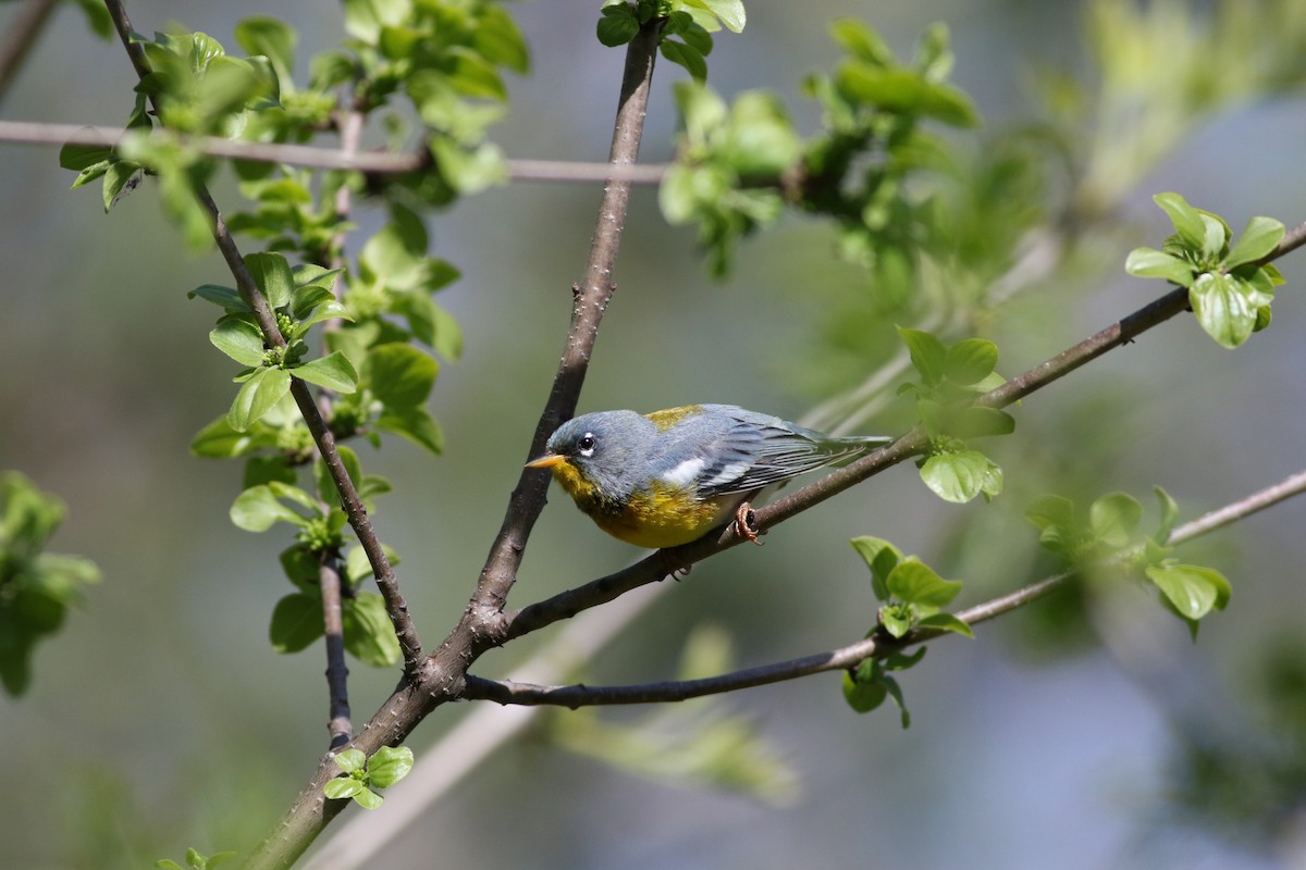 Northern Parula - Richard Poort