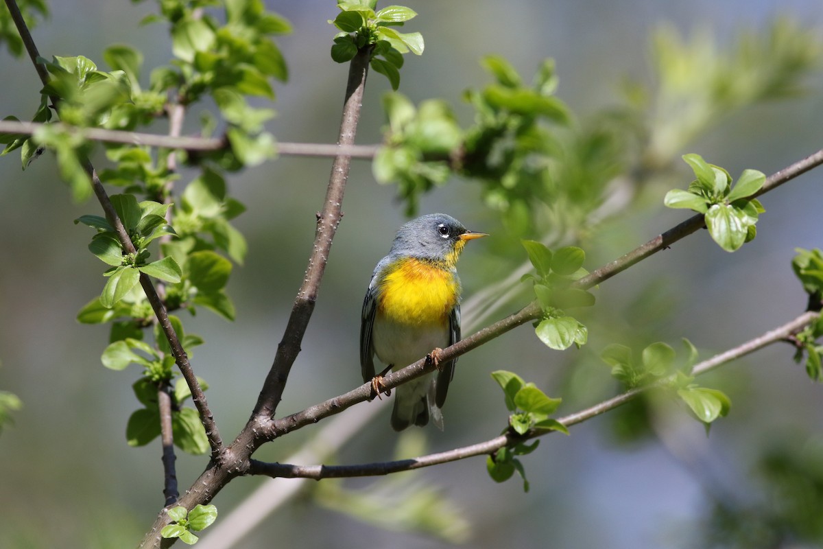 Northern Parula - Richard Poort