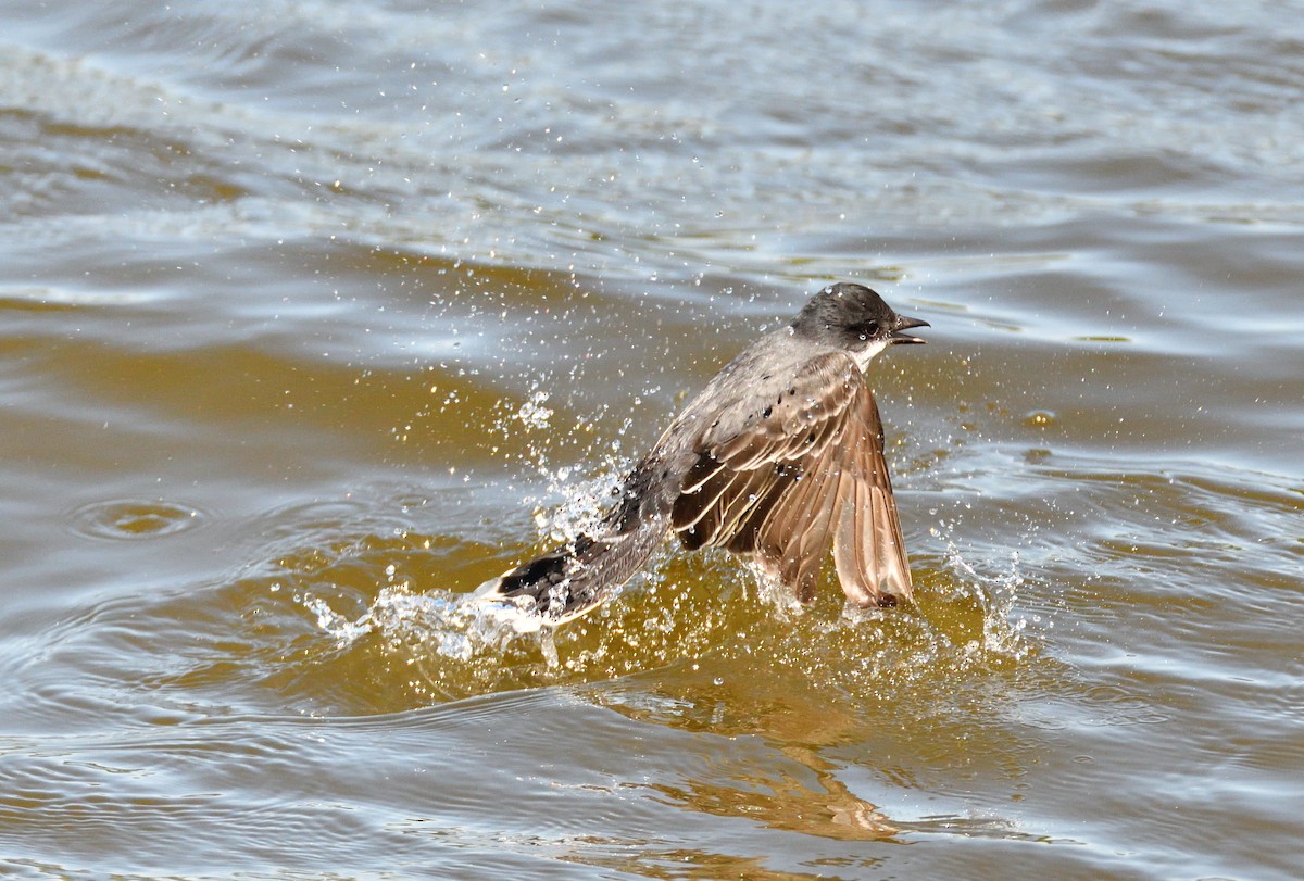 tyran obecný - ML618697990