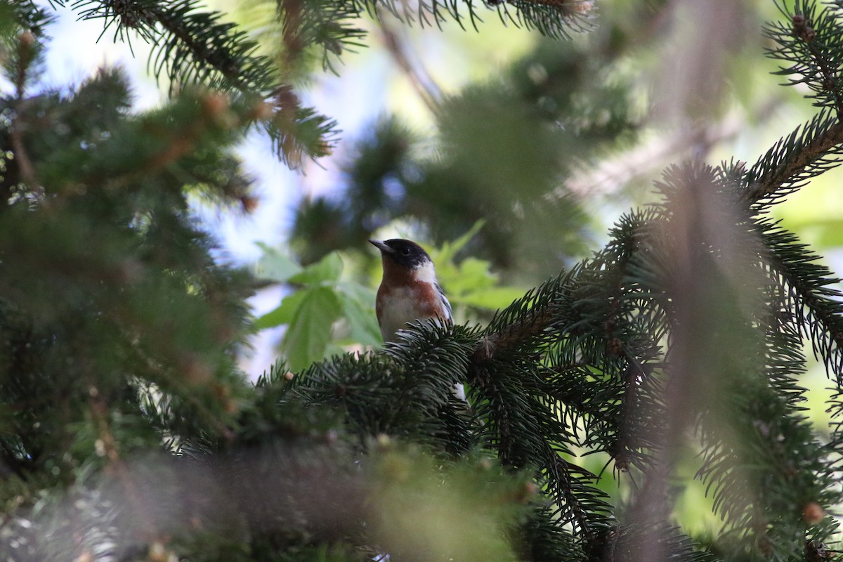 Bay-breasted Warbler - Richard Poort