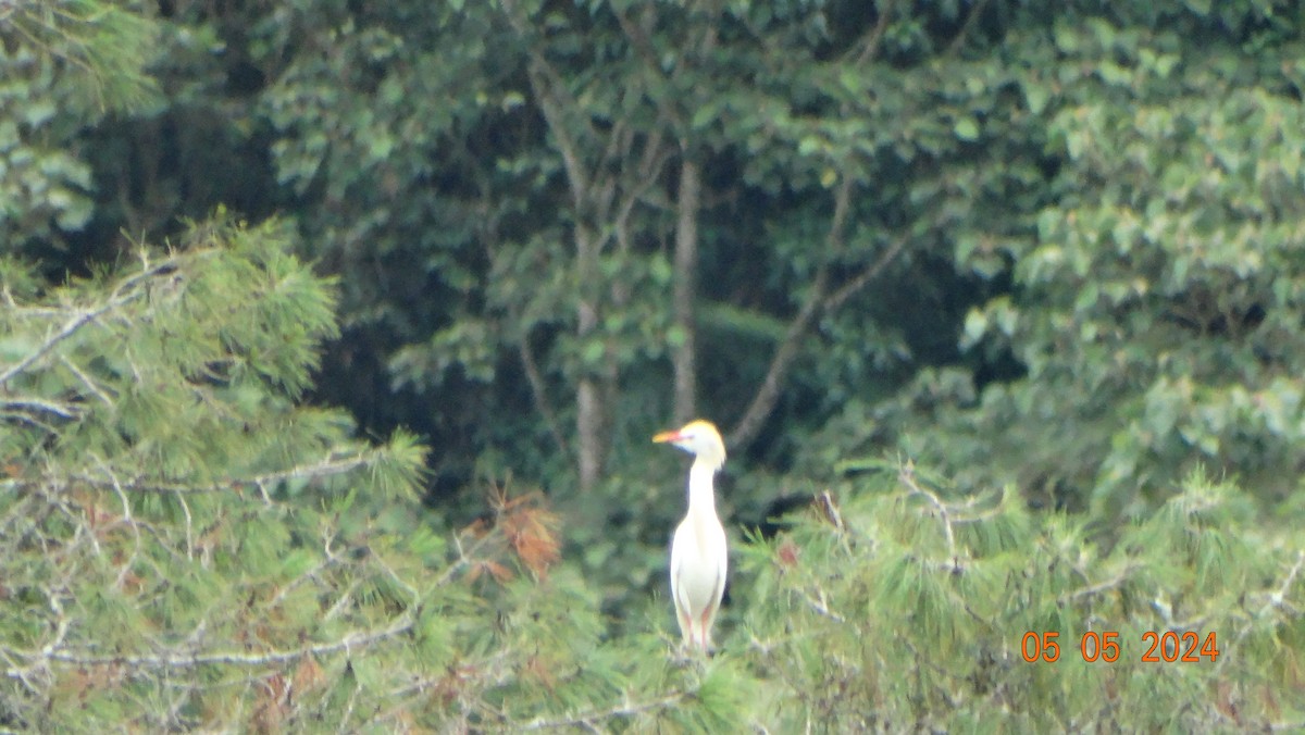 Western Cattle Egret - ML618698001