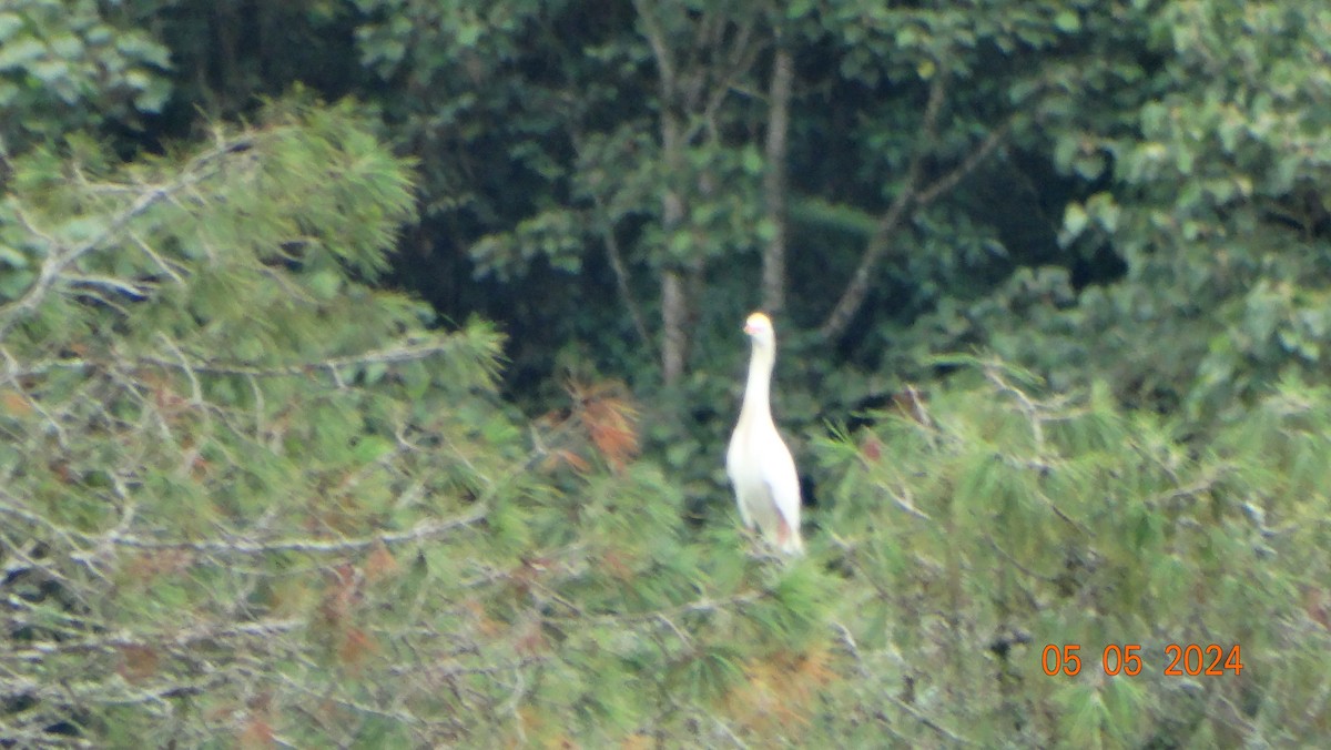 Western Cattle Egret - Fabián Vela