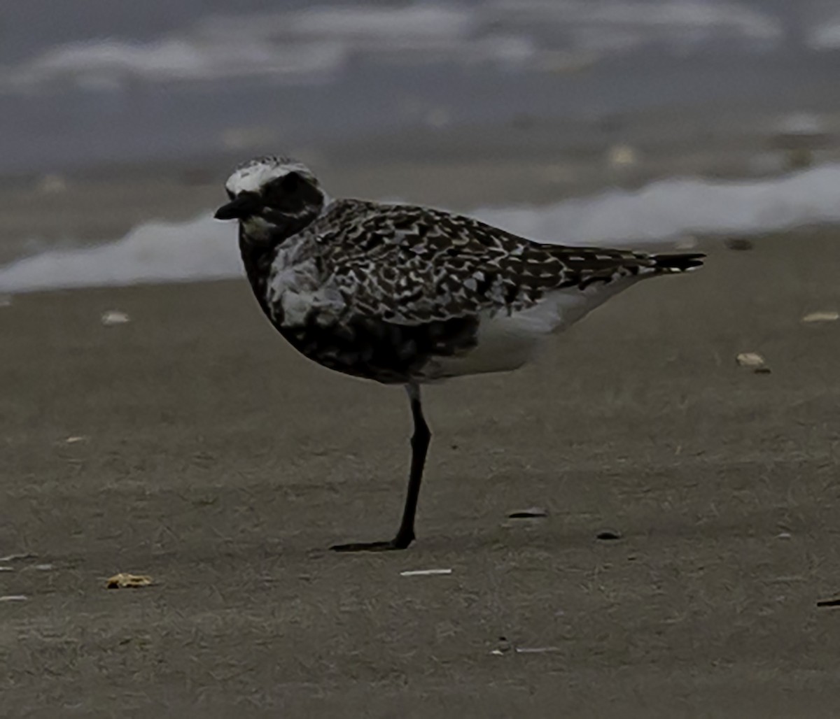 Black-bellied Plover - ML618698004