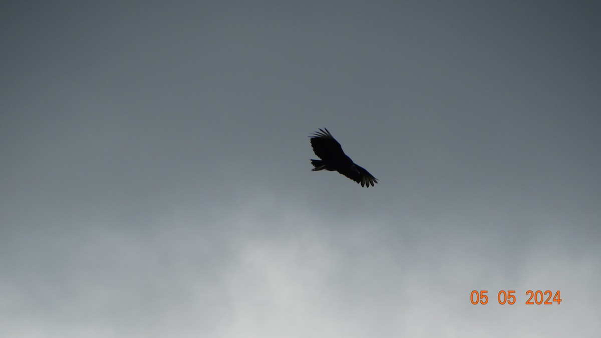 Black Vulture - ML618698016