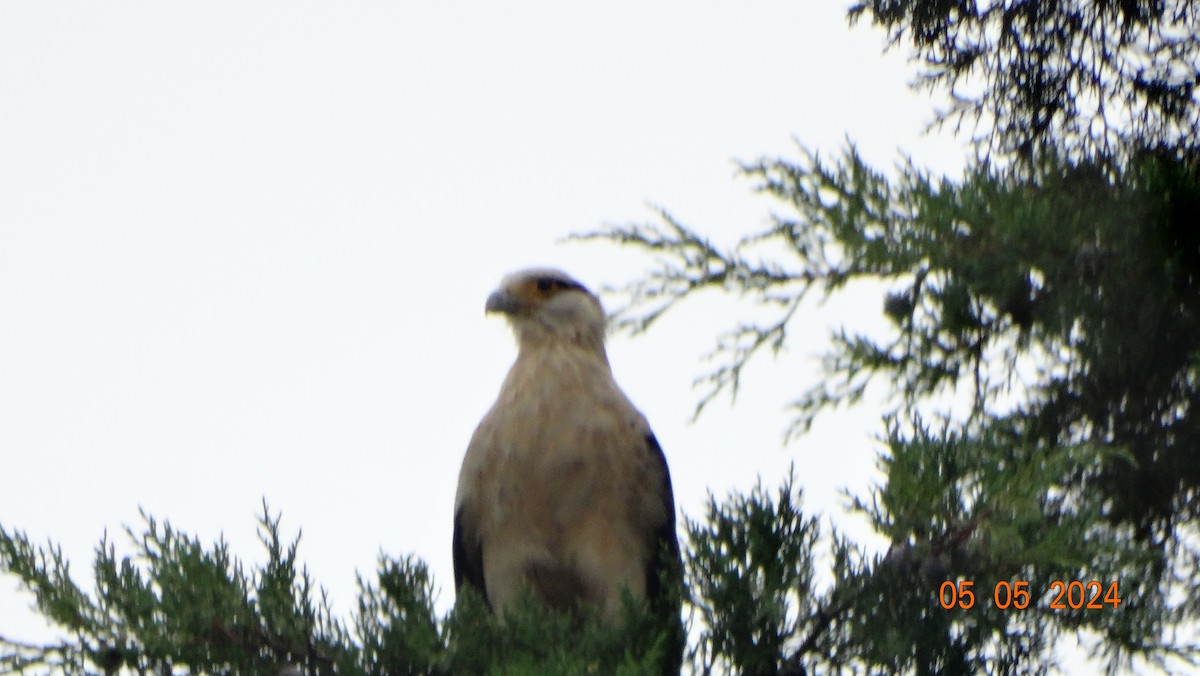 Yellow-headed Caracara - ML618698021