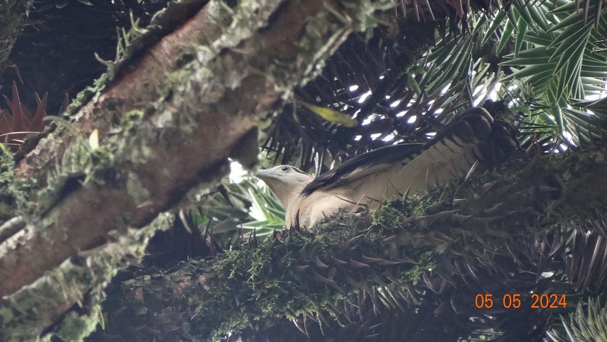 Caracara à tête jaune - ML618698022