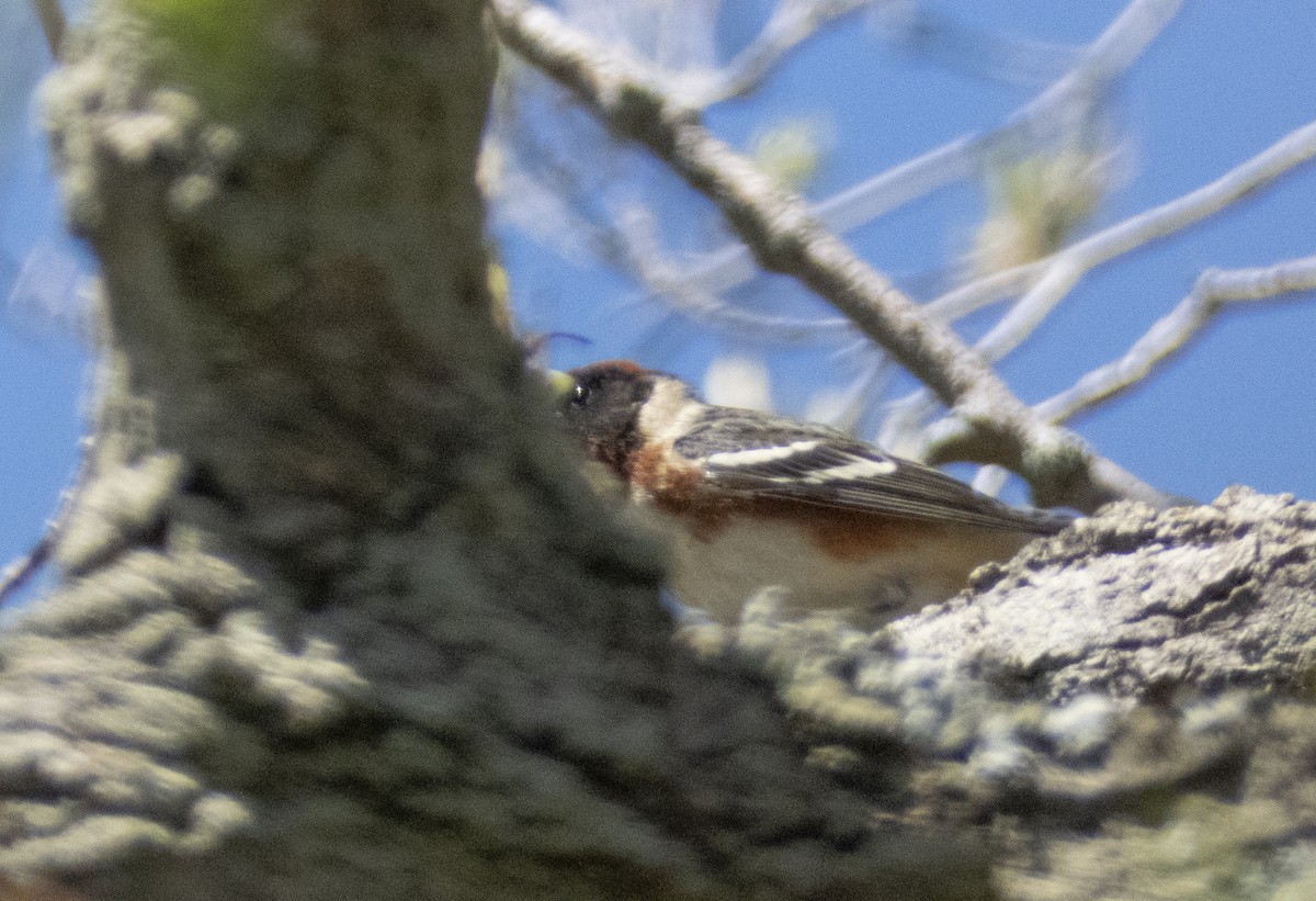 Bay-breasted Warbler - ML618698023