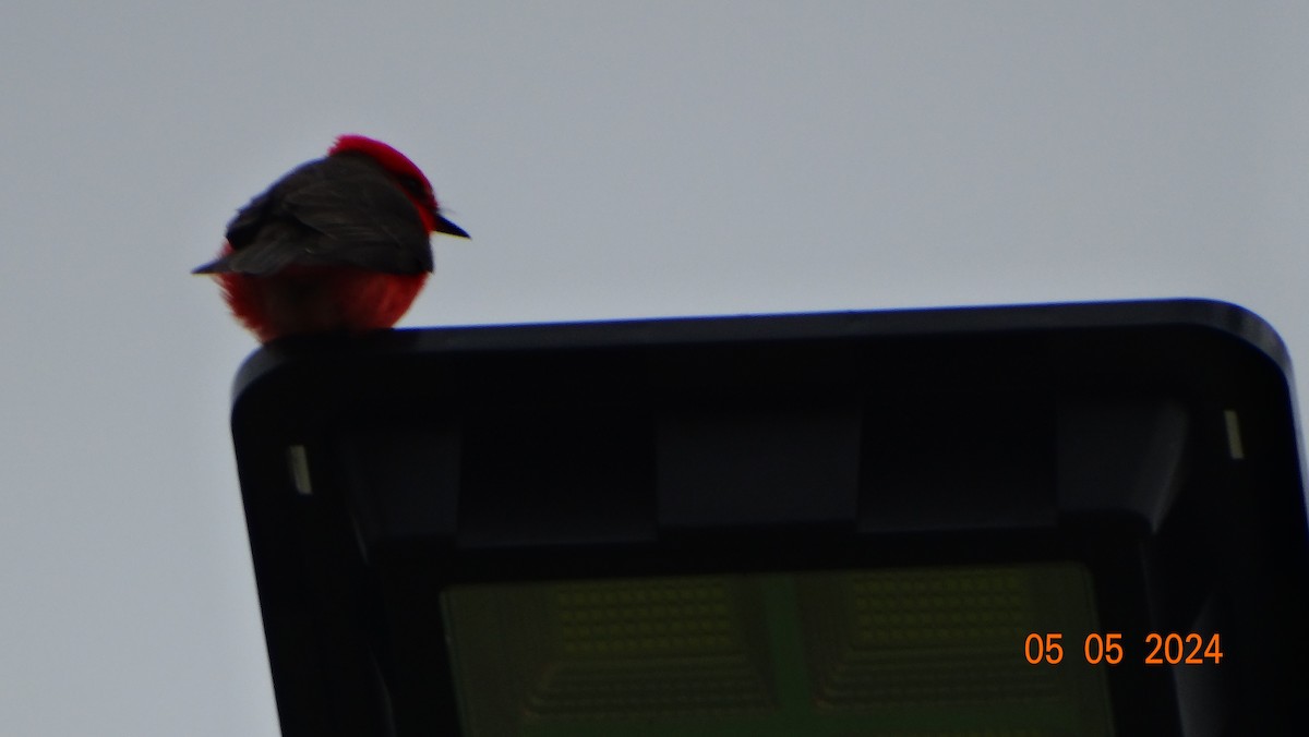 Vermilion Flycatcher - ML618698035