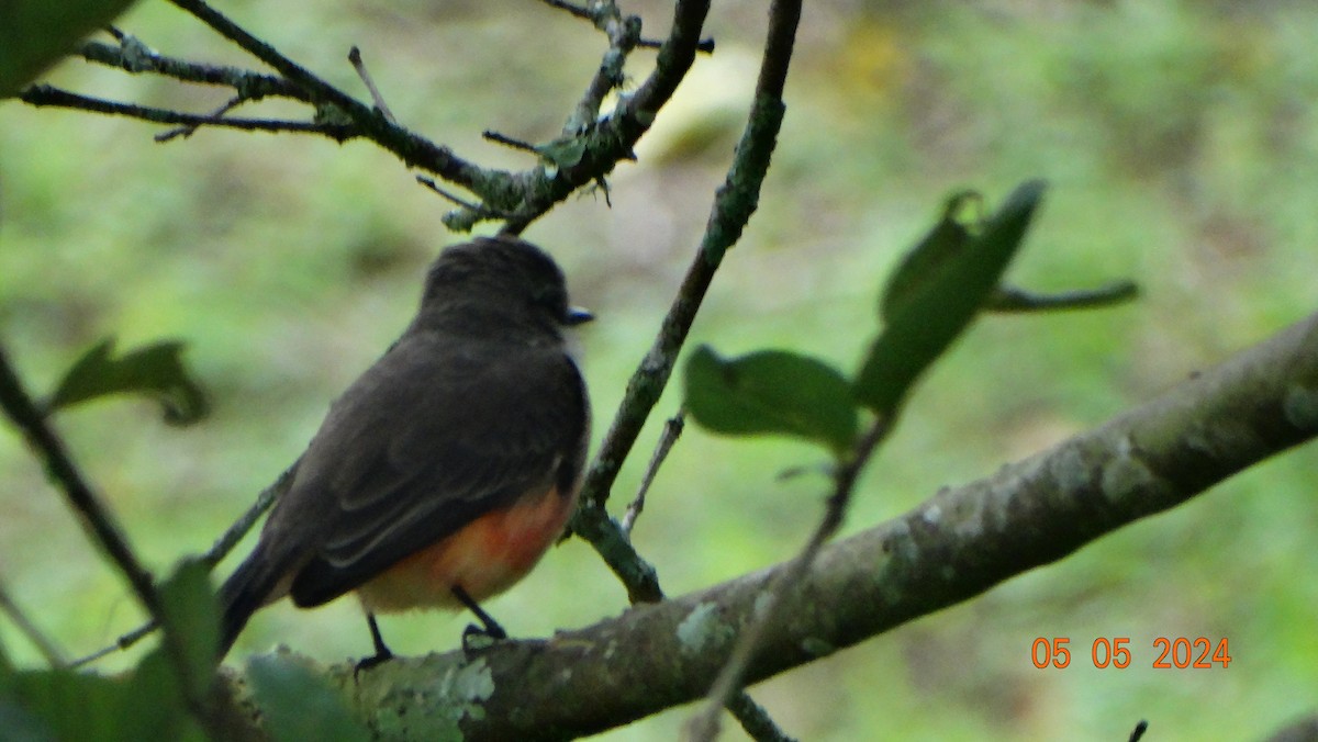 Vermilion Flycatcher - ML618698037