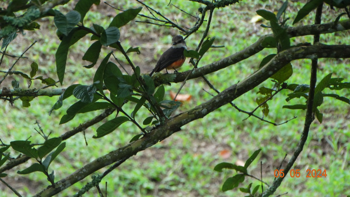 Vermilion Flycatcher - ML618698039