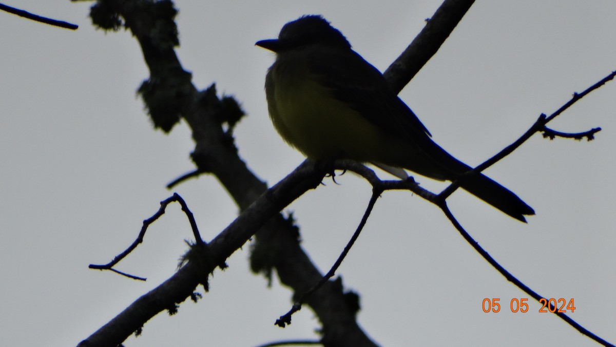 Pale-edged Flycatcher - Fabián Vela