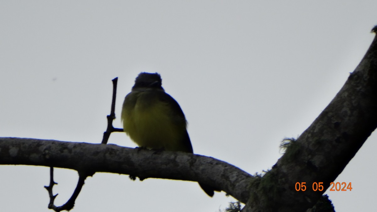 Pale-edged Flycatcher - ML618698054