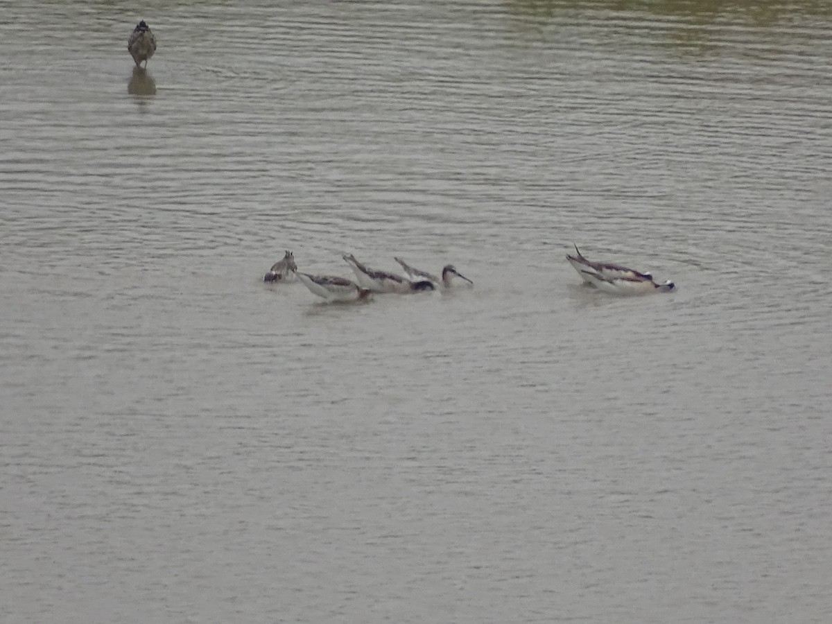 Wilson's Phalarope - ML618698058