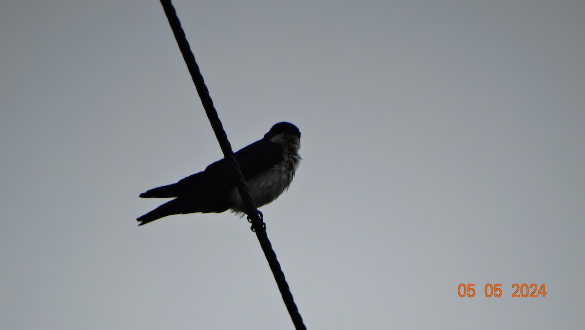 Gray-breasted Martin - ML618698060