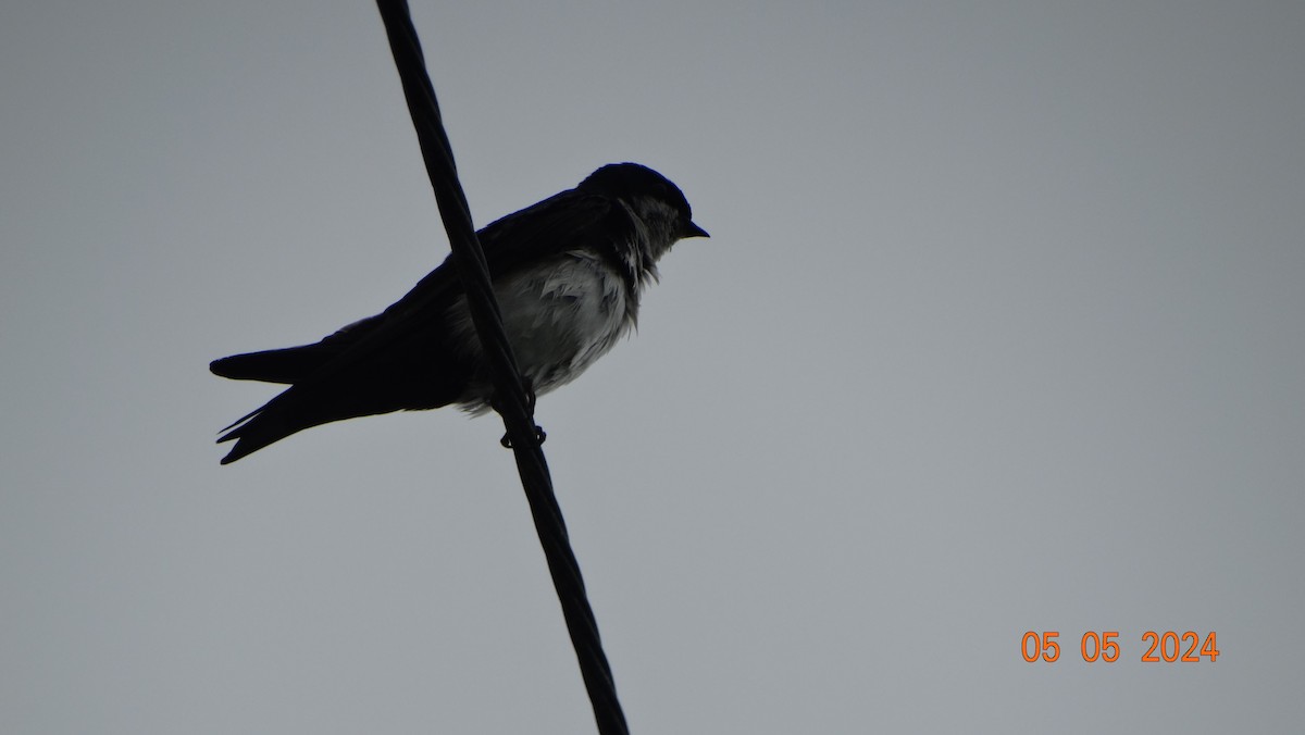 Gray-breasted Martin - ML618698061