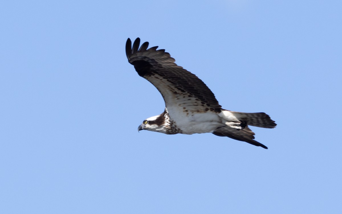 Osprey - Robert Bochenek