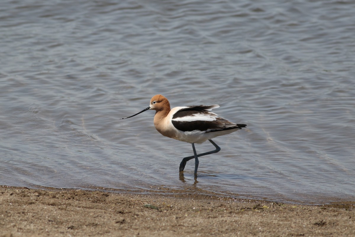 Avocette d'Amérique - ML618698116