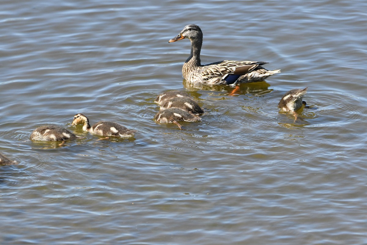 kachna divoká - ML618698132