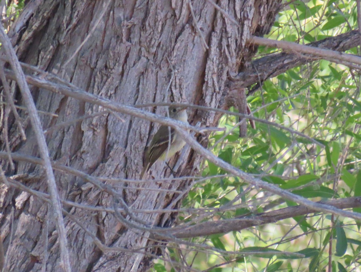 Dusky Flycatcher - ML618698137