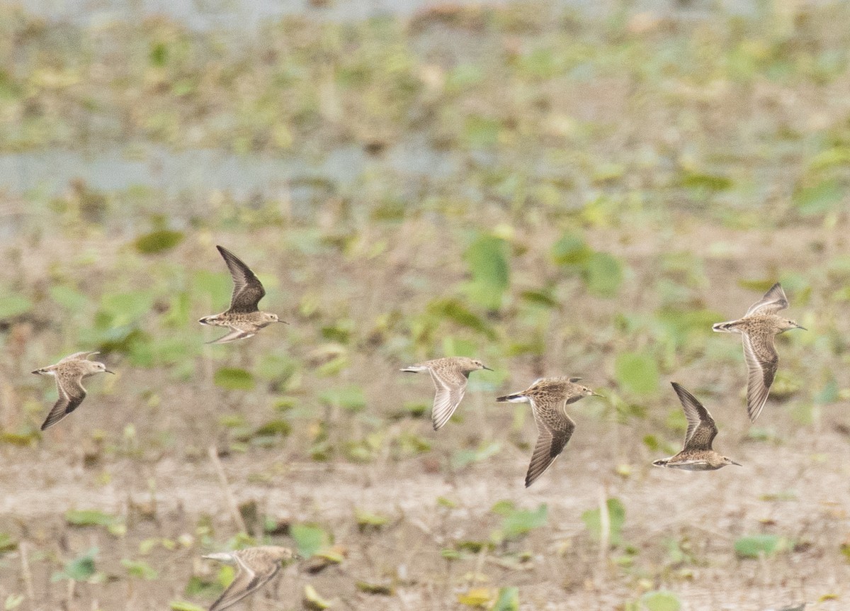 Baird's Sandpiper - ML618698140