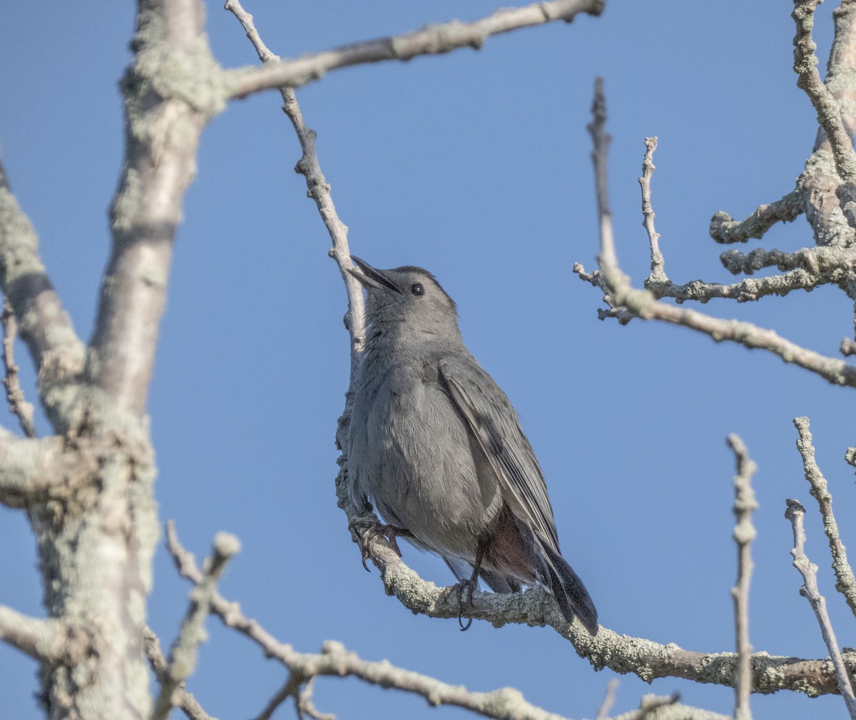 Gray Catbird - ML618698207