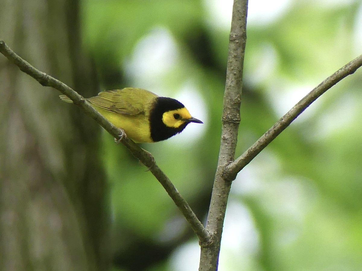 Hooded Warbler - ML618698221