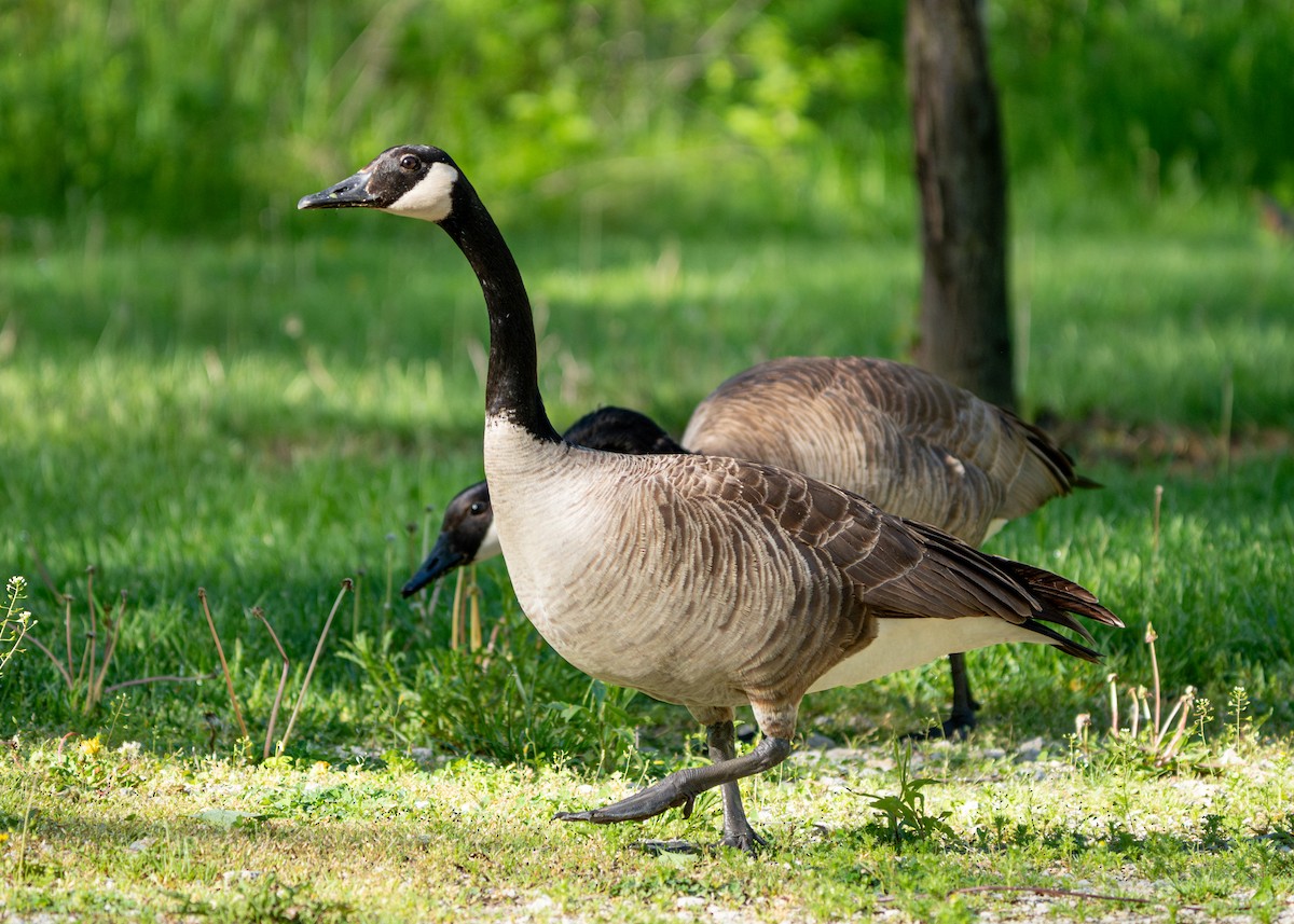 Canada Goose - ML618698241