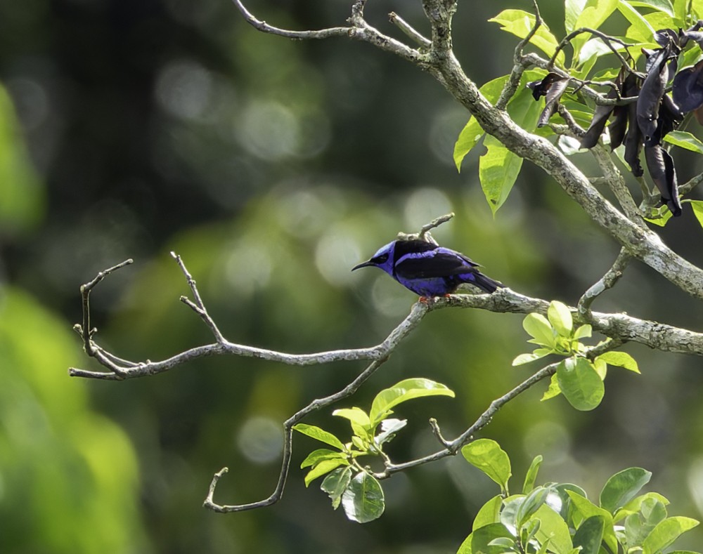 Red-legged Honeycreeper - Joe Aliperti