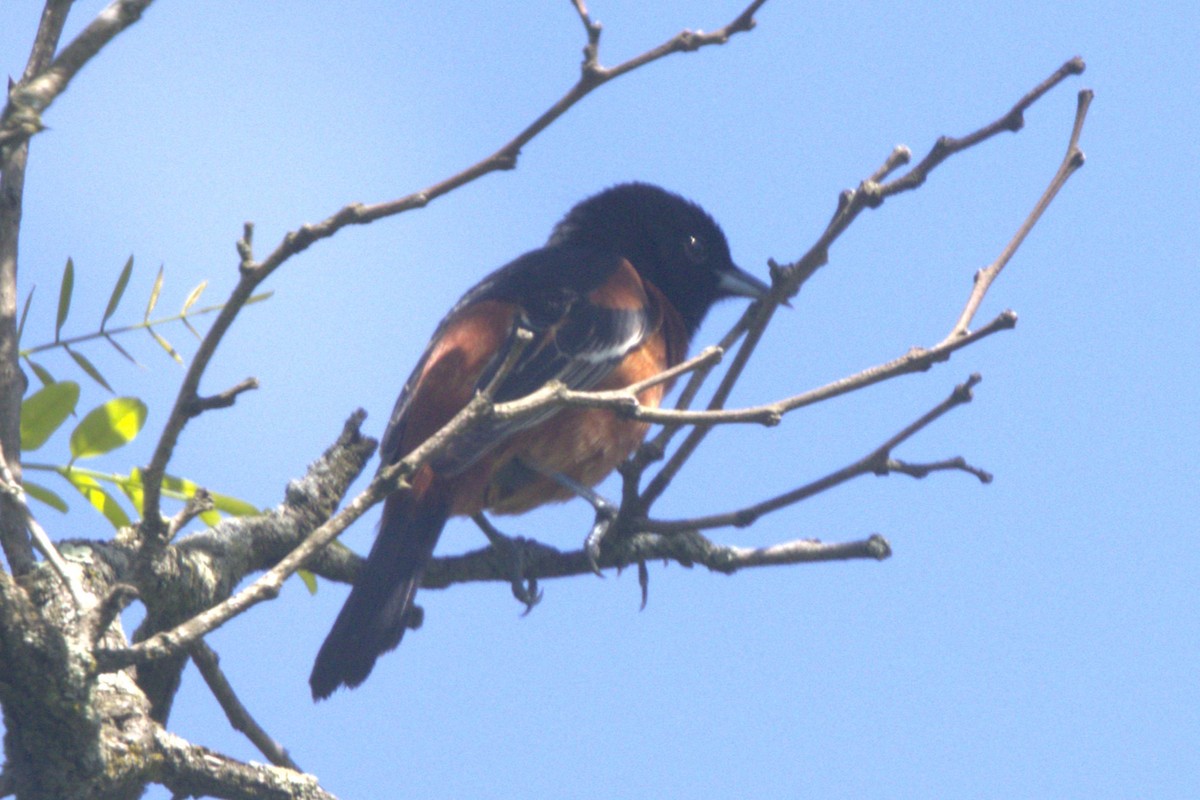 Orchard Oriole - ML618698299