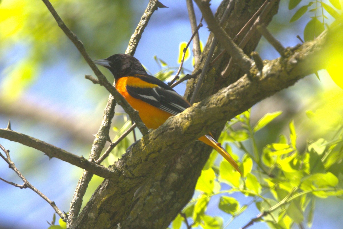 Baltimore Oriole - ML618698304