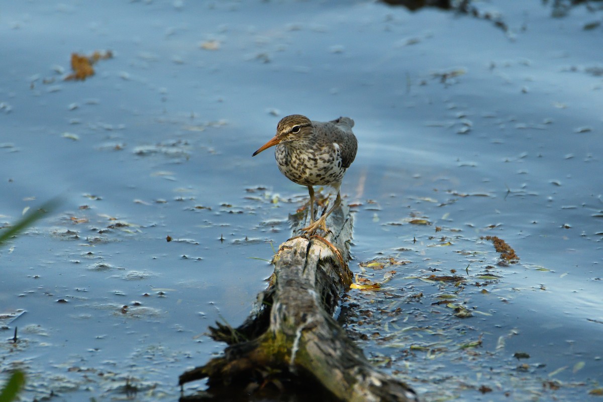 pisík americký - ML618698312