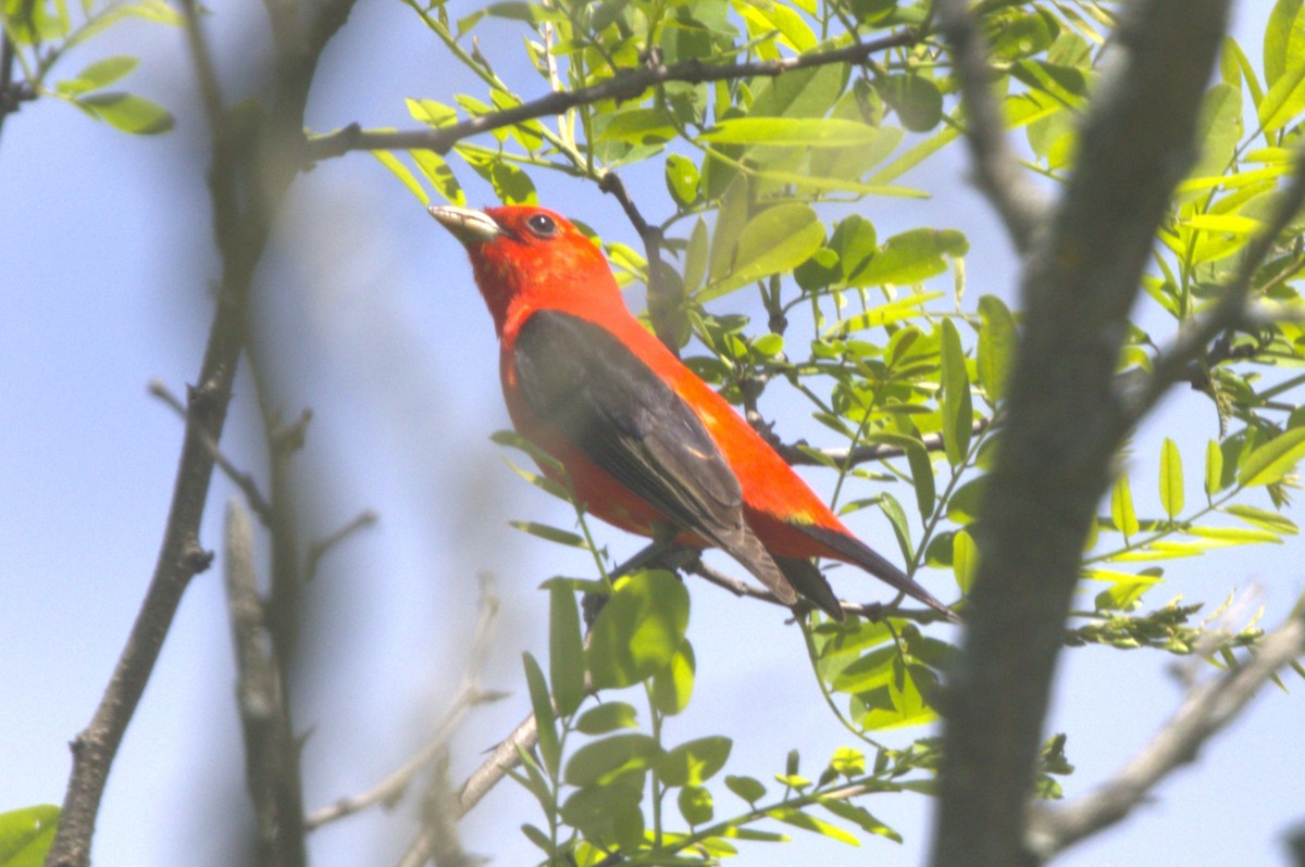 Scarlet Tanager - ML618698316