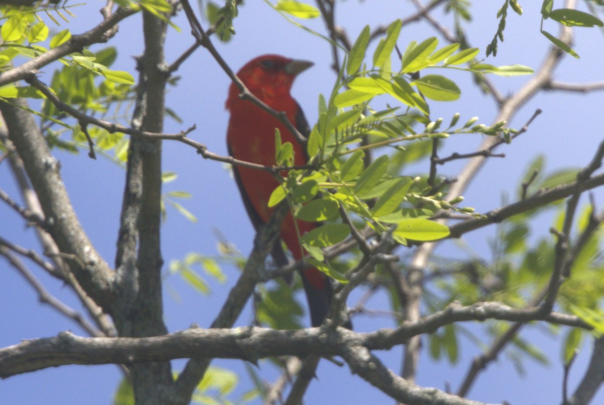 Scarlet Tanager - ML618698317