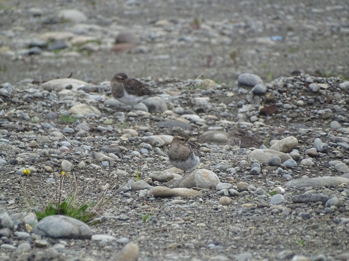 Rufous-chested Dotterel - ML618698319