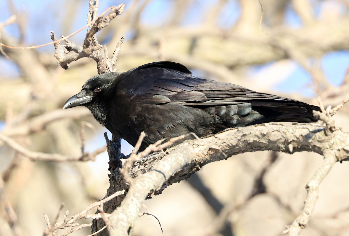 American Crow - ML618698378