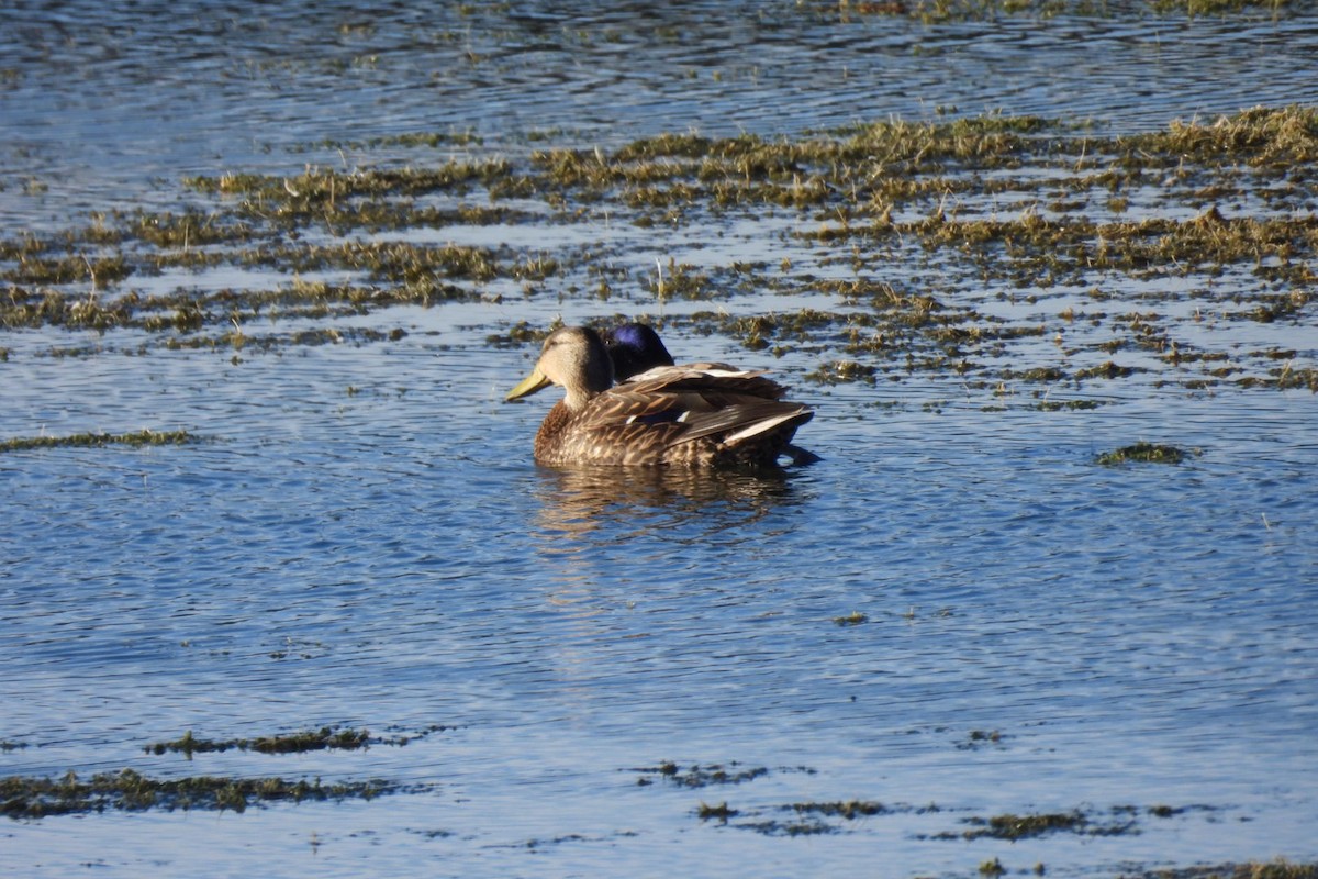 Mallard x Mexican Duck (hybrid) - Bret Elgersma