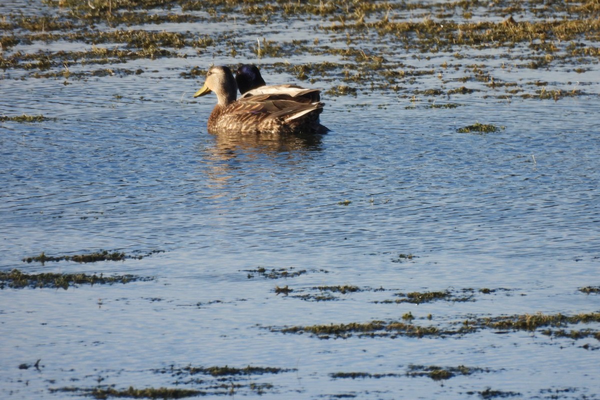 Mallard x Mexican Duck (hybrid) - Bret Elgersma