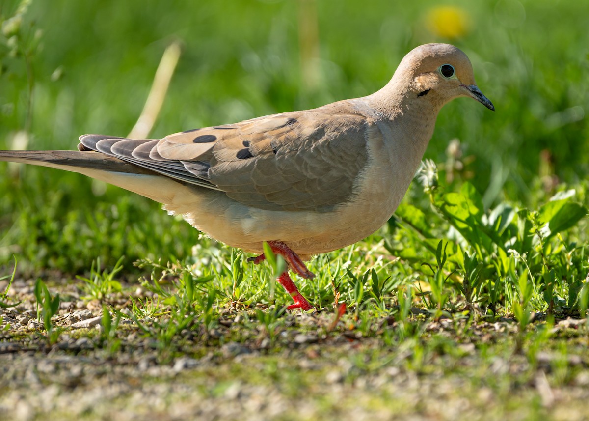 Mourning Dove - ML618698398