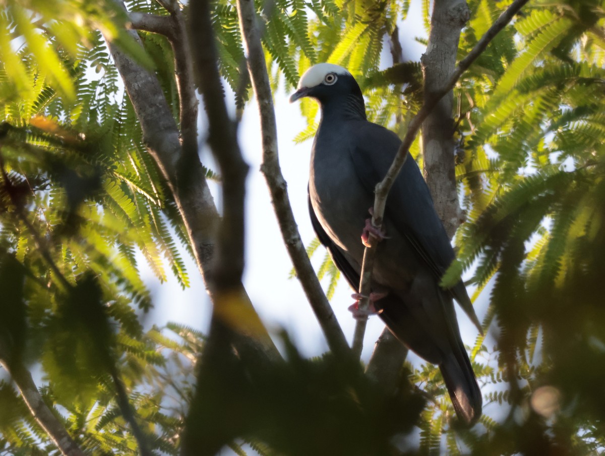 White-crowned Pigeon - Joan Baker