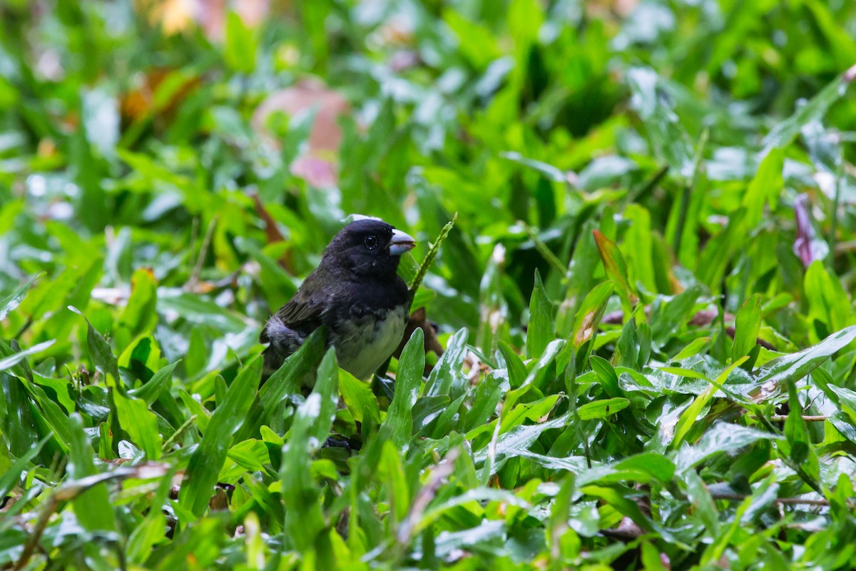 Yellow-bellied Seedeater - Brian Healy