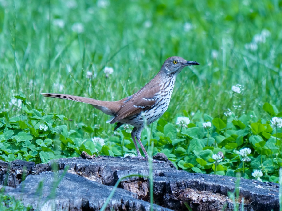 Brown Thrasher - Jeff Parres