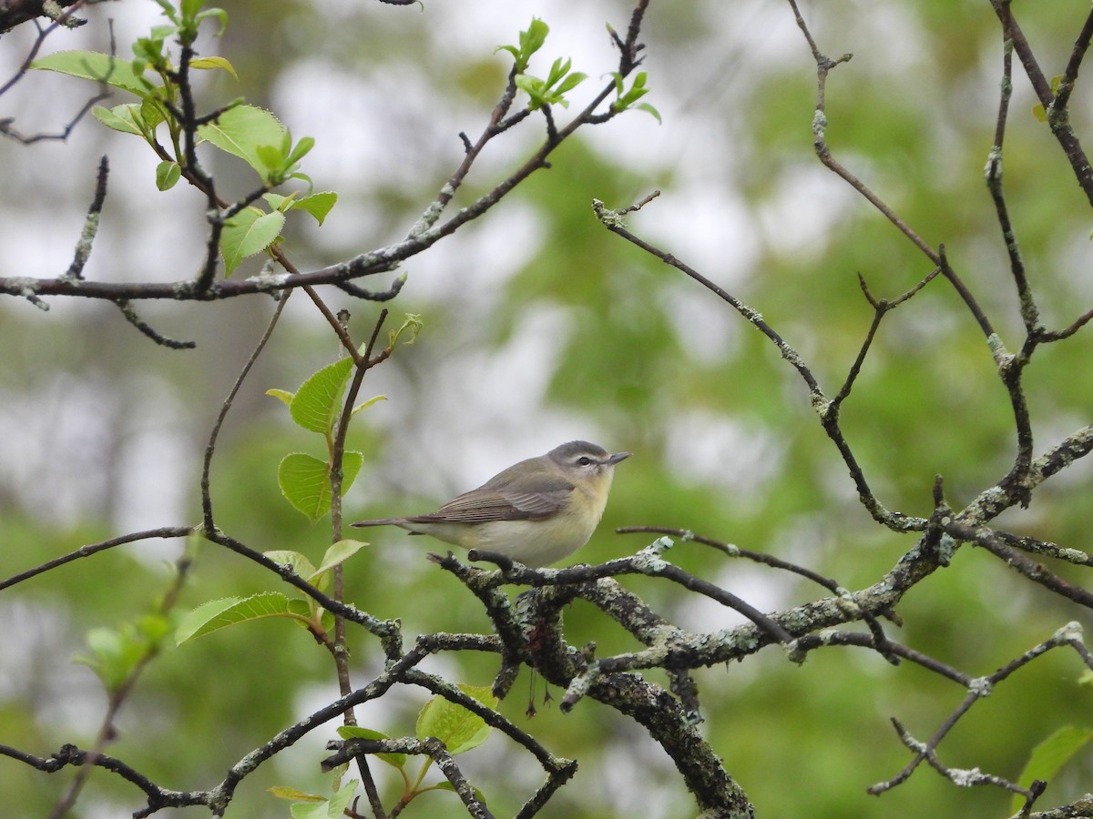 Philadelphia Vireo - ML618698434