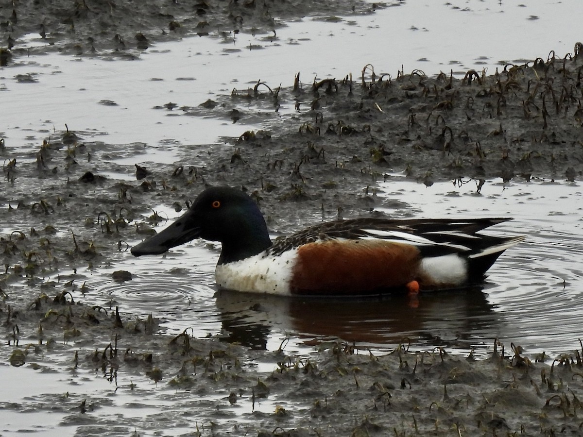 Northern Shoveler - ML618698476