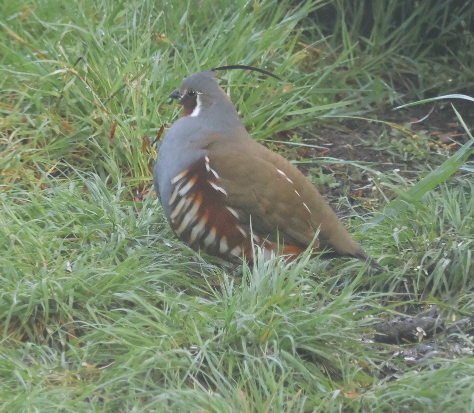 Mountain Quail - Gretchen Framel