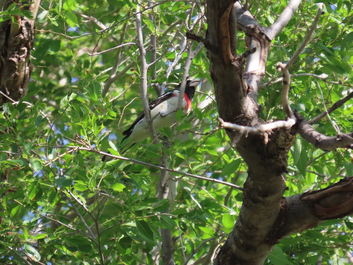 Rose-breasted Grosbeak - ML618698501